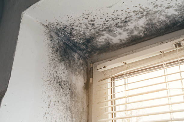 Affordable Bathroom Mold Removal solutions in Fort Monmouth, NJ